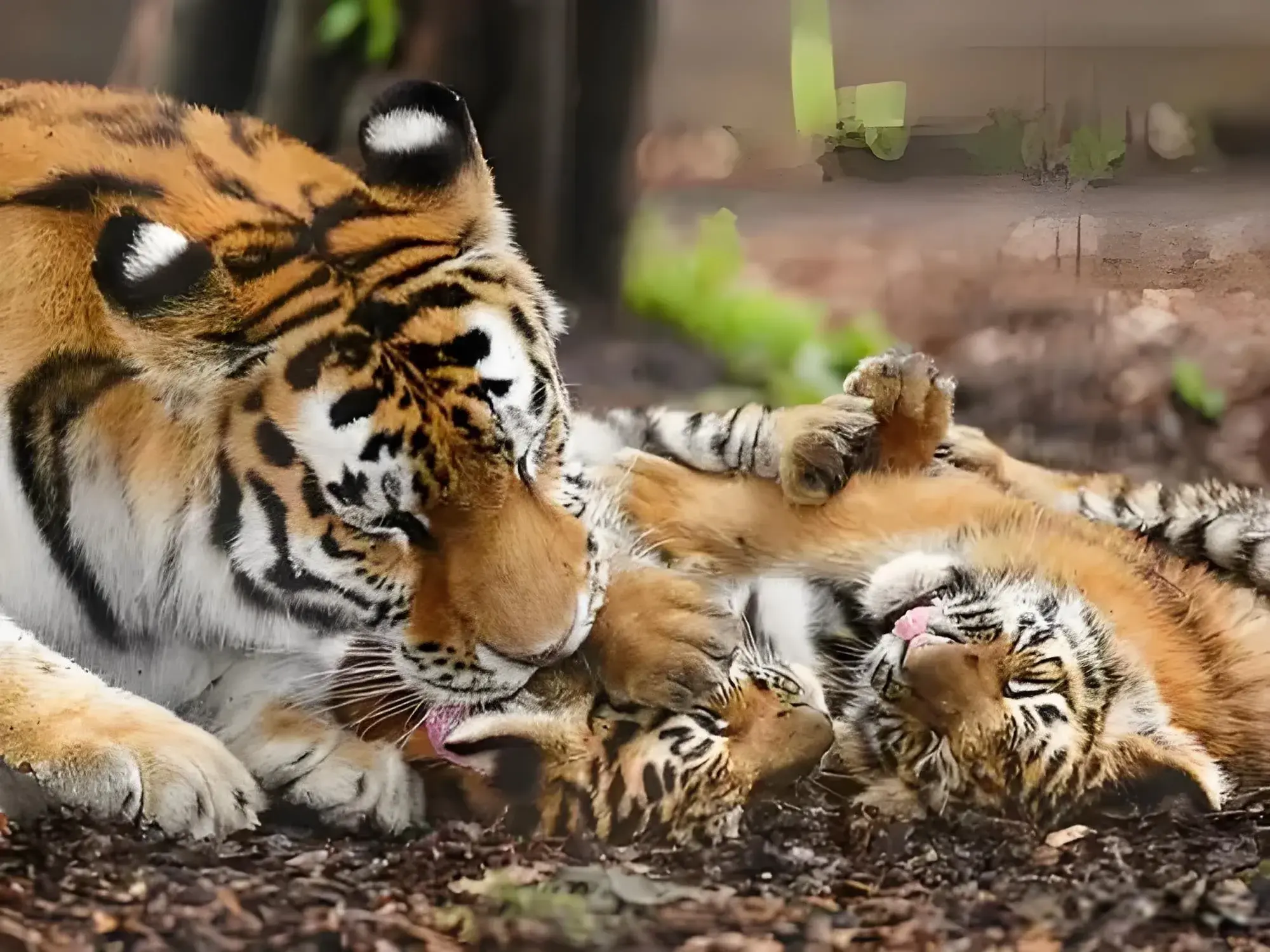 寻钱网 母虎带领2只幼崽过河，口中叼着一只，身后1只，而不知后方有鳄鱼