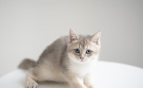 期配宝 布偶猫颜值爆表却不爱叫，暹罗猫机灵爱聊，哪只最戳你心？