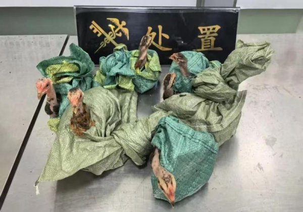 泰兴隆配资 昆明海关所属勐腊海关查获夹藏进境斗鸡6只