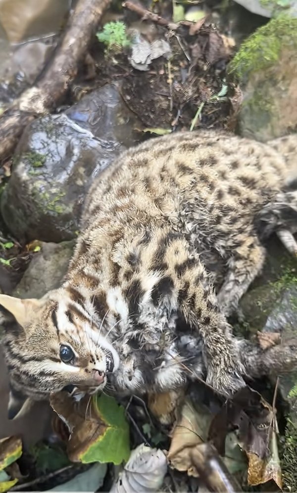 祥盛期权 男子采摘蘑菇发现受伤豹猫 神农架国家公园管理局：正在救治